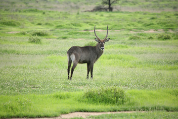 Wild Impala Antelope in African Botswana savannah