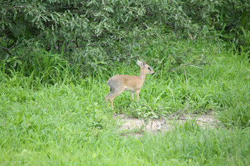 Wild Impala Antelope in African Botswana savannah