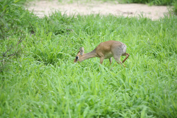Wild Impala Antelope in African Botswana savannah