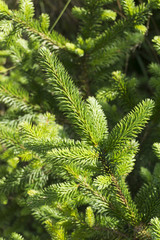 Fir tree branches 