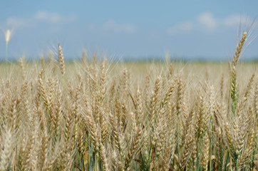 Naklejka premium Golden Wheat Field with ripe ears of corn