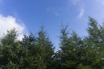 Fir tree branches 