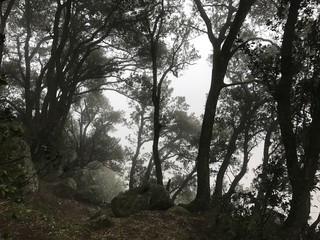 Fototapeta premium Bosco nel vento