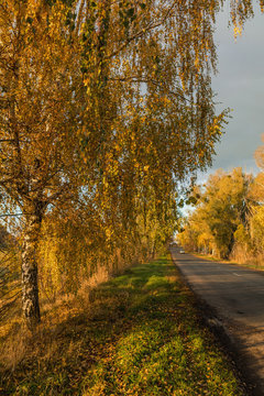 Empty autumn road along golden winter wheat fields at sunset