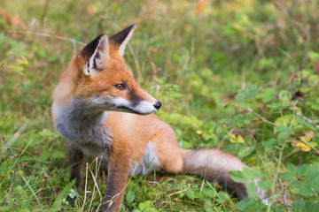 red fox in the forest