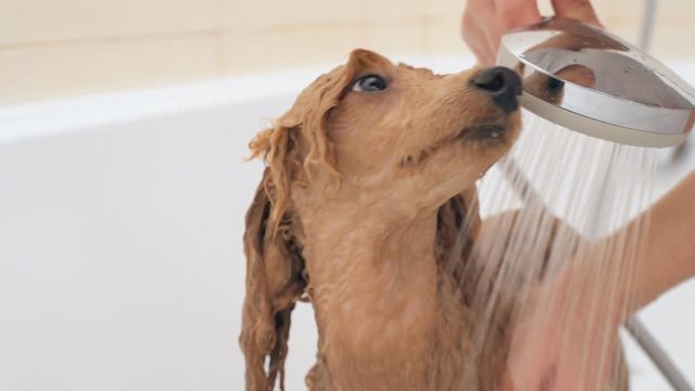 Female hands washing the dog .