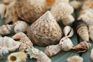 Shells on a wooden background