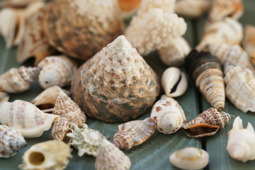 Shells on a wooden background