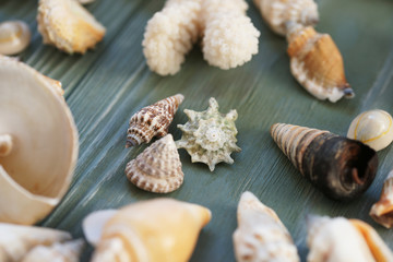 Shells on a wooden background