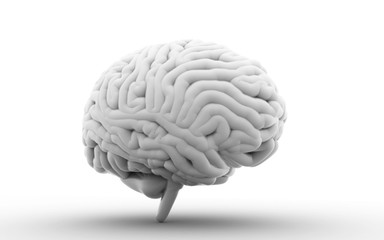 3d rendered Human Brain isolated on white background