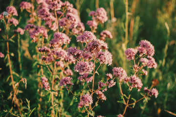 розовые цветы вечером в поле