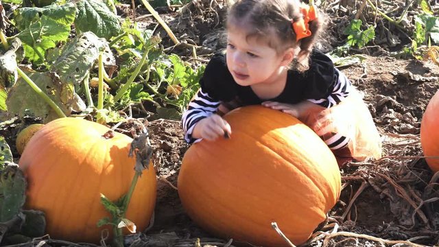 Toddler girl in cute Halloween dress looking for perfect pumpkin at the pumpkin patch