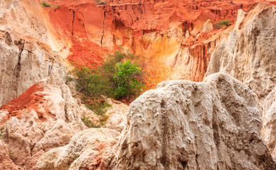 Tree grows in hostile environment of Fairy Stream Canyon (Suoi Tien), overlooking little river that winds its way through bamboo forests, boulders and dunes behind village, Mui Ne, Phan Thiet, Vietnam
