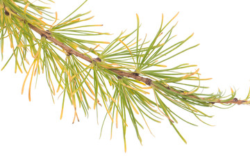 green spruce branch on a white background