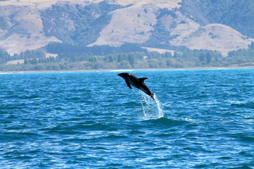 Obraz premium Dolphin at play