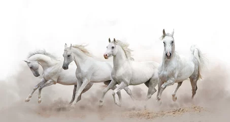  mooie witte Arabische paarden die over een witte achtergrond rennen © Mari_art