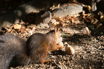 a view of a curious red squirrel