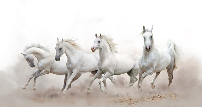 beautiful white arabian horses running over a white background © Mari_art