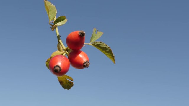 Rosa canina healthy berries against blue sky close-up footage - Red Rose hips on the wind