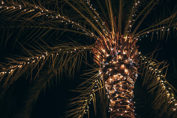 Sexy Palm Tree