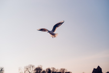 gull in flight