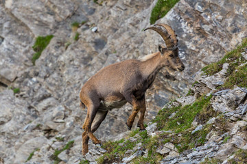 Obraz premium portrait male alpine capra ibex capricorn climbing cliff