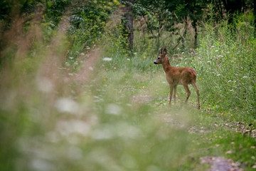 Sarna © Konrad