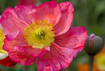 Orange Poppy, Flower, Floral, Garden, Spring, Floral, Nature