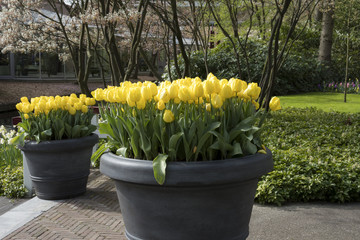 Tulipa in a large pot