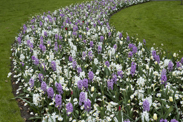 Tulipa, Hyacinthus, Narcissus, Anemone