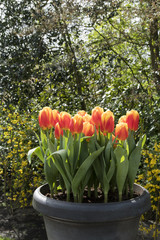 Tulipa in a container
