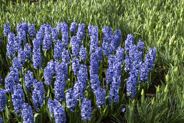 Hyacinthus 'Blue Tango'