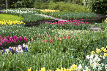 A garden with different tulips