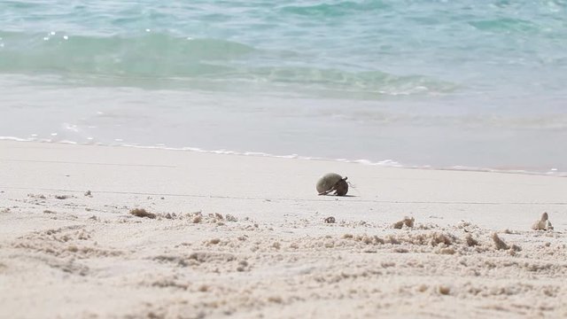 A small crab is running on the beach
