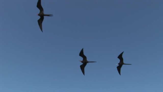 Frigate bird fly in sky over Galapagos Islands. Amazing beautiful inhabitant of Ecuador with long beak. Bright colorful video closeup.