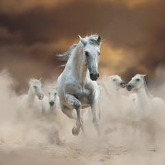 Naklejka na ściany i meble Beautiful white andalusian stallion with herd on freedom