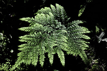 Fern leaf