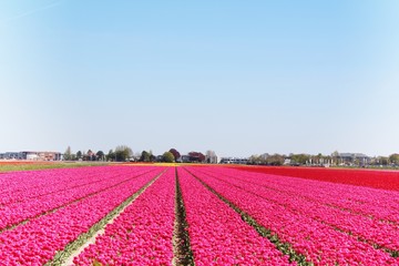 tulips field 