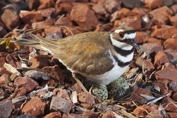 Cautious killdeer on a nest