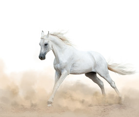 Plakat white arabian stallion running in the dust