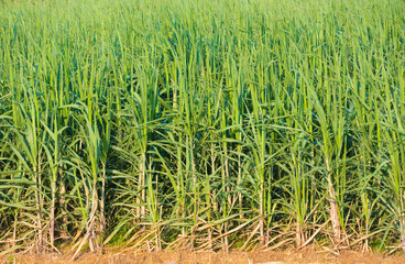 sugar cane plants