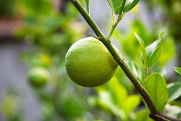 Plant of lemon