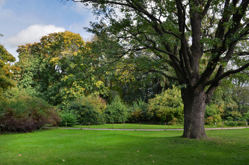 Lawn in a botanical garden  with an old tree