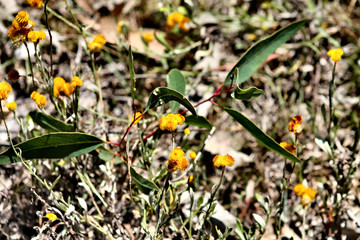 Native Australian wildflowers
