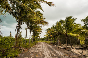 road with palm trees