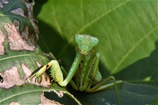 カマキリ