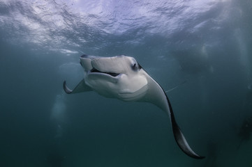 Manta ray feeding on plankton at the surface, Hanifaru Bay, Baa Atoll, Maldives.