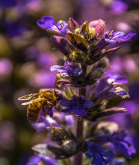 nature flower and the bee