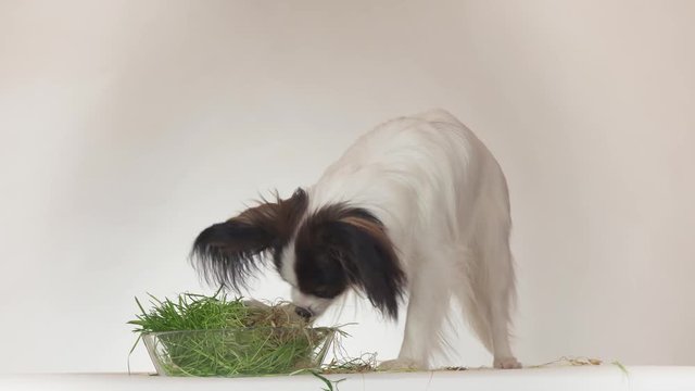 Beautiful young male dog Continental Toy Spaniel Papillon eating fresh sprouted oats on white background stock footage video