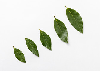 Isolated bay leaf. Laurel  leaves on a white background. Bayleaf.